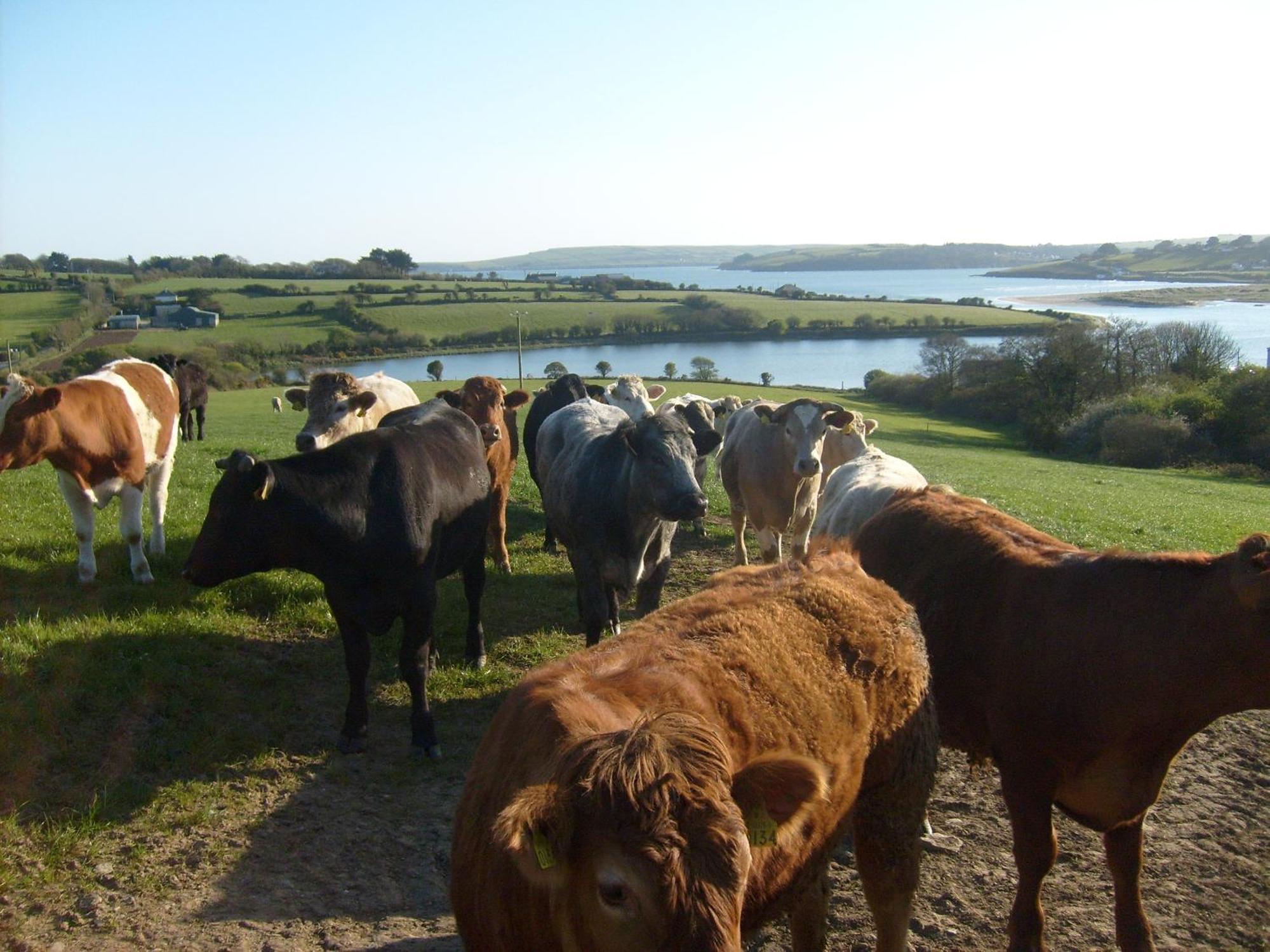 Seafield Farmhouse Bed and Breakfast Kilbrittain Exterior foto